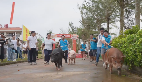 股市配资在线登录 “猪超”狂欢！湛江官湖村举办土猪文化节喜迎丰收